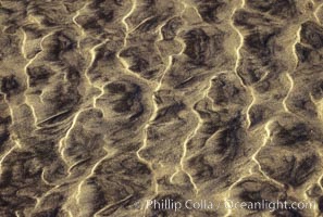 Sand ripples