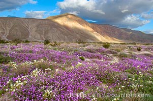 Sand verbena carpets sand dunes and washes in Anza Borrego Desert State Park.  Sand verbena blooms throughout the Colorado Desert following rainy winters, Abronia villosa, Anza-Borrego Desert State Park, Borrego Springs, California