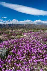 Sand verbena carpets sand dunes and washes in Anza Borrego Desert State Park.  Sand verbena blooms throughout the Colorado Desert following rainy winters, Abronia villosa, Anza-Borrego Desert State Park, Borrego Springs, California