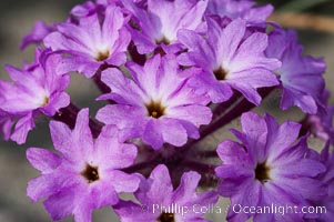 Sand verbena blooms in spring in Anza Borrego Desert State Park.  Sand verbena blooms throughout the Colorado Desert following rainy winters.