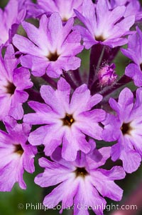 Sand verbena blooms in spring in Anza Borrego Desert State Park.  Sand verbena blooms throughout the Colorado Desert following rainy winters, Abronia villosa, Anza-Borrego Desert State Park, Borrego Springs, California