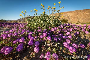 Sand verbena wildflowers bloom in a wash during rare winter bloom 2022/2023, Anza-Borrego Desert State Park, Borrego Springs, California