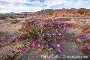 Sand verbena wildflowers on sand dunes, Anza-Borrego Desert State Park, Abronia villosa, Borrego Springs, California