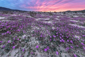 Sand verbena wildflowers on sand dunes, Anza-Borrego Desert State Park