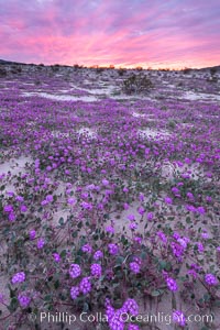 Sand verbena wildflowers on sand dunes, Anza-Borrego Desert State Park, Abronia villosa, Borrego Springs, California