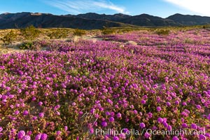 Sand verbena wildflowers on sand dunes, Anza-Borrego Desert State Park, Abronia villosa, Borrego Springs, California