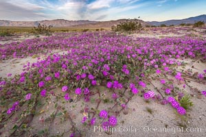 Sand verbena wildflowers on sand dunes, Anza-Borrego Desert State Park, Abronia villosa, Borrego Springs, California