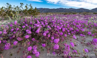 Sand verbena wildflowers on sand dunes, Anza-Borrego Desert State Park, Abronia villosa, Borrego Springs, California