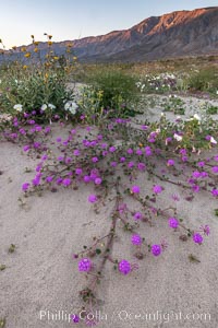 Sand verbena wildflowers on sand dunes, Anza-Borrego Desert State Park, Abronia villosa, Borrego Springs, California