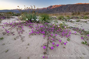 Sand verbena wildflowers on sand dunes, Anza-Borrego Desert State Park. Borrego Springs, California, USA, Abronia villosa, natural history stock photograph, photo id 35206