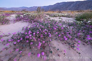 Sand verbena wildflowers on sand dunes, Anza-Borrego Desert State Park, Abronia villosa, Oenothera deltoides, Borrego Springs, California