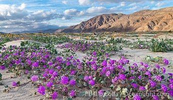 Sand verbena wildflowers on sand dunes, Anza-Borrego Desert State Park, Abronia villosa, Borrego Springs, California