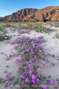 Sand verbena wildflowers on sand dunes, Anza-Borrego Desert State Park, Abronia villosa, Borrego Springs, California