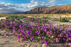 Sand verbena wildflowers on sand dunes, Anza-Borrego Desert State Park, Abronia villosa, Borrego Springs, California