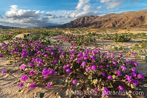 Sand verbena wildflowers on sand dunes, Anza-Borrego Desert State Park, Abronia villosa, Borrego Springs, California