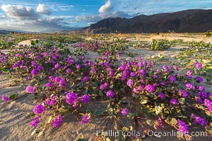 Sand verbena wildflowers on sand dunes, Anza-Borrego Desert State Park, Abronia villosa, Borrego Springs, California