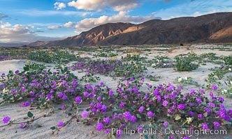 Sand verbena wildflowers on sand dunes, Anza-Borrego Desert State Park, Abronia villosa, Borrego Springs, California