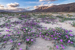 Sand verbena wildflowers on sand dunes, Anza-Borrego Desert State Park, Abronia villosa, Borrego Springs, California