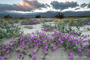 Sand verbena wildflowers on sand dunes, Anza-Borrego Desert State Park, Abronia villosa, Borrego Springs, California