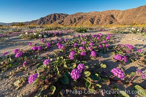 Sand verbena wildflowers on sand dunes, Anza-Borrego Desert State Park, Abronia villosa, Borrego Springs, California