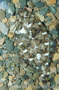 A small (2 inch) sanddab is well-camouflaged amidst the grains of sand that surround it, Citharichthys