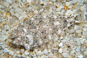 A small (2 inch) sanddab is well-camouflaged amidst the grains of sand that surround it, Citharichthys