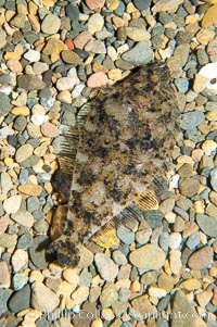 A small (2 inch) sanddab is well-camouflaged amidst the grains of sand that surround it, Citharichthys