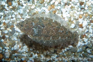 A small 2-inch sanddab is well-camoflaged against the grains of sand that surround it, Citharichthys