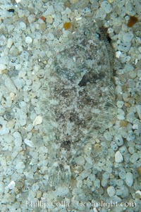 A small (2 inch) sanddab is well-camouflaged amidst the grains of sand that surround it, Citharichthys