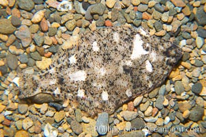 A small (2 inch) sanddab is well-camouflaged amidst the grains of sand that surround it, Citharichthys