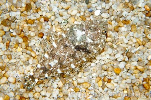 A small (2 inch) sanddab is well-camouflaged amidst the grains of sand that surround it, Citharichthys