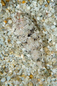 A small (2 inch) sanddab is well-camouflaged amidst the grains of sand that surround it, Citharichthys