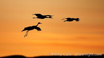 Sandhill cranes, silhouetted against a colorful sunset sky, Grus canadensis, Bosque del Apache National Wildlife Refuge, Socorro, New Mexico