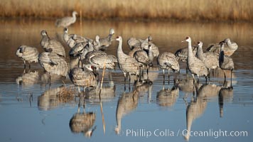Sandhill cranes reflected in still waters, Grus canadensis, Bosque del Apache National Wildlife Refuge, Socorro, New Mexico