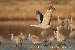 Sandhill crane spreads its broad wings as it takes flight in early morning light.  This crane is one of over 5000 present in Bosque del Apache National Wildlife Refuge, stopping here during its winter migration, Grus canadensis, Socorro, New Mexico