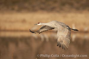 Sandhill crane spreads its broad wings as it takes flight in early morning light.  This crane is one of over 5000 present in Bosque del Apache National Wildlife Refuge, stopping here during its winter migration, Grus canadensis, Socorro, New Mexico