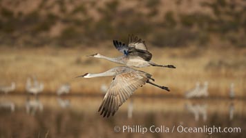 Sandhill cranes in flight, side by side in near-synchonicity, spreading their broad wides wide as they fly, Grus canadensis, Bosque del Apache National Wildlife Refuge, Socorro, New Mexico