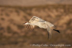 Sandhill crane spreads its broad wings as it takes flight in early morning light.  This crane is one of over 5000 present in Bosque del Apache National Wildlife Refuge, stopping here during its winter migration, Grus canadensis, Socorro, New Mexico