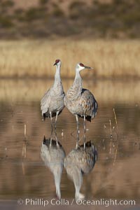 Two sandhill cranes, reflected in mirror-still waters at sunrise, Grus canadensis, Bosque del Apache National Wildlife Refuge, Socorro, New Mexico