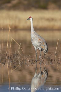 A sandhill crane is perfectly reflected, in mirror-calm waters at sunrise, Grus canadensis, Bosque del Apache National Wildlife Refuge, Socorro, New Mexico