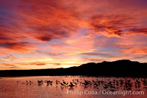 Sunset at Bosque del Apache National Wildlife Refuge, with sandhill cranes silhouetted in reflection in the calm pond.  Spectacular sunsets at Bosque del Apache, rich in reds, oranges, yellows and purples, make for striking reflections of the thousands of cranes and geese found in the refuge each winter, Grus canadensis, Socorro, New Mexico