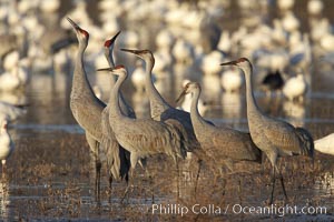 Sandhill cranes posture and socialize, Grus canadensis, Bosque del Apache National Wildlife Refuge, Socorro, New Mexico