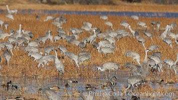 Sandhill cranes forage for corn, Grus canadensis, Bosque del Apache National Wildlife Refuge, Socorro, New Mexico
