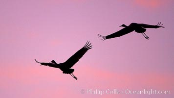 Sandhill cranes in flight, silhouetted against a richly colored evening sky, Grus canadensis, Bosque del Apache National Wildlife Refuge, Socorro, New Mexico