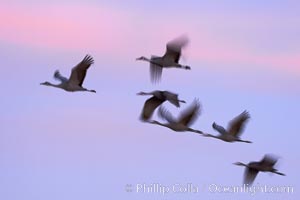 Sandhill cranes, flying across a colorful sunset sky, blur wings due to long time exposure, Grus canadensis, Bosque del Apache National Wildlife Refuge, Socorro, New Mexico