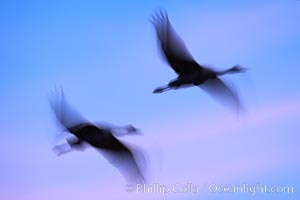 Sandhill cranes, flying across a colorful sunset sky, blur wings due to long time exposure, Grus canadensis, Bosque del Apache National Wildlife Refuge, Socorro, New Mexico