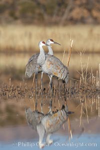 Two sandhill cranes, reflected in mirror-still waters at sunrise, Grus canadensis, Bosque del Apache National Wildlife Refuge, Socorro, New Mexico