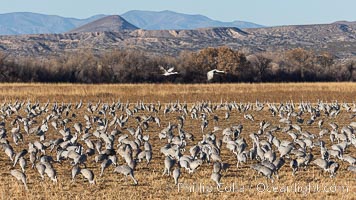 Sandhill crane and corn fields, Bosque del Apache, Grus canadensis, Bosque del Apache National Wildlife Refuge, Socorro, New Mexico