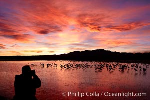 A photographer composes his perfect image of another beautiful sunset at Bosque del Apache National Wildlife Refuge, Grus canadensis, Socorro, New Mexico