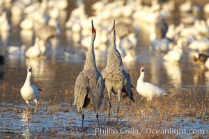 Sandhill cranes posture and socialize, Grus canadensis, Bosque del Apache National Wildlife Refuge, Socorro, New Mexico